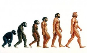 Stages in human evolution